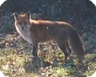 Animaux